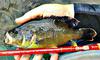 This Overgrown Green Sunfish was a Blast on the TF39!