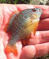 Orange Spotted Sunfish