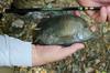 A Slab-Sided Rio Grande Perch Taken on a Shimotsuke Kiyotaki 18