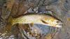 Cutthroat