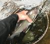 Kiyotaki with grayling