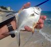 Florida Pompano