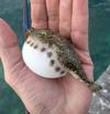 Bandtail Puffer a puffing