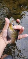 Feisty Bream