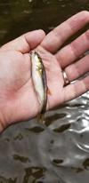 Greedy creek chub