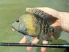 The Rio Grande Cichlids Are Still Biting