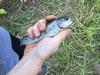 His first trout on keiryu.