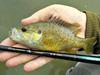 Green sunfish strike like you owe them money