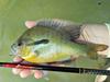 Boss Sunfish, Nissin Zerosum, and Stewart's Black Spider