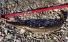 Shortnose Gar