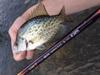 Crappie on the killer bugger fly
