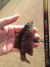 Redspotted Sunfish. 