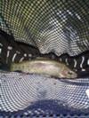 stocked rainbow on a san juan worm