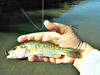 This blue Damselfly appears to be eyeballing the Prince Nymph that I used to catch a little bass.