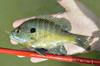 The Tenryu Furaibo TF39 works great for panfish