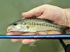 The Nissin Royal Stage Syunki typifies the premium Japanese rods.