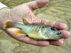 Beautiful Green Sunfish on the Sabinal River