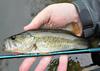A bass this size will really push the Nissin Air Stage 240.