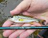 The Nissin Air Stage 240, a Gold-Ribbed Hare's Ear Nymph, and a Micro Bass.         