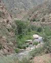 Rocks and Willows