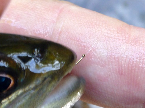 Brown trout hooked with size 32 hook