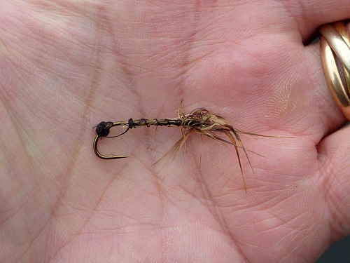 Fly almost completely destroyed by fish teeth