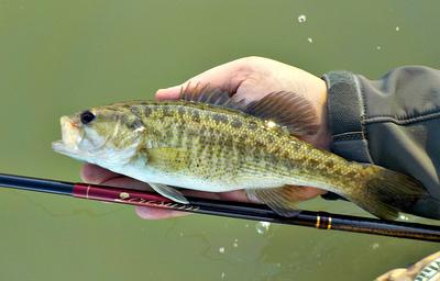 Tips and Tricks for Guadalupe Bass