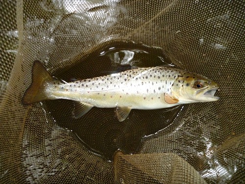 Small brown in the net, bead head Killer Bugger showing in its mouth