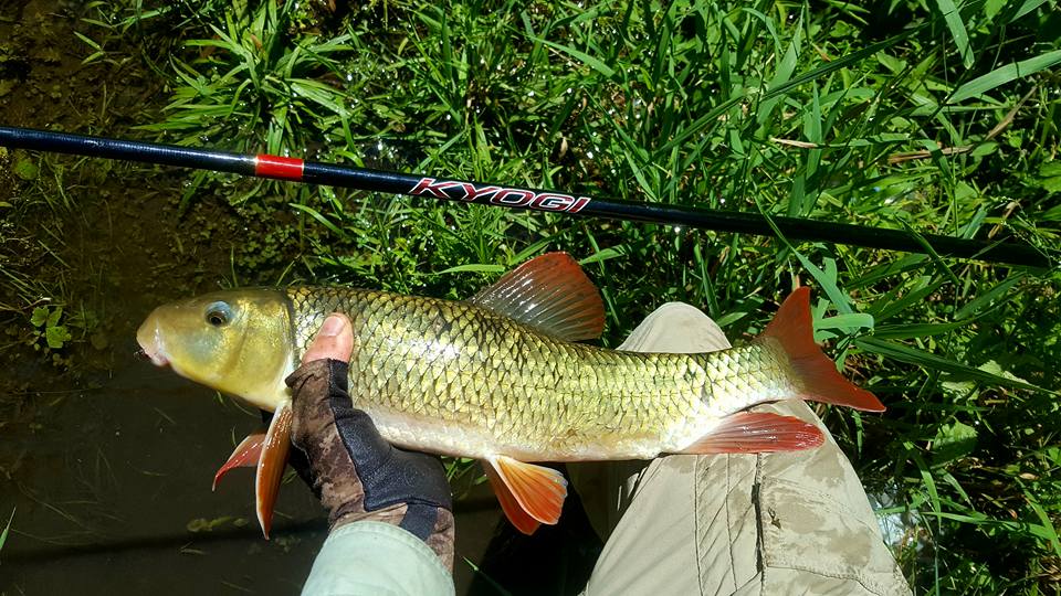 Angler holding Greater Redhorse alongside Kyogi