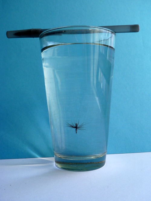 Slide: Fly hanging from a pen resting on a glass full of water
