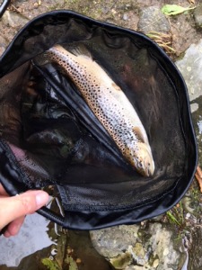 Brown trout in the net