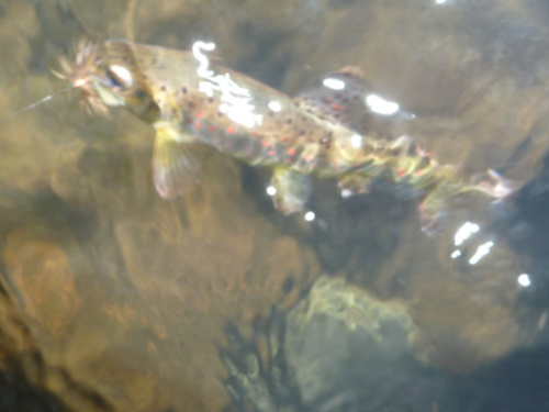 Hooked brown trout still in the water, fly in its mouth