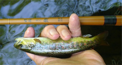 Angler holding small trout and seiryu rod.
