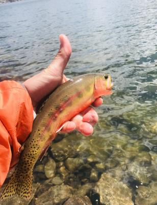 Goldens are absolutely beautiful fish