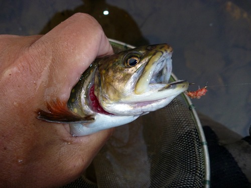 Brookie caught with Tupps Killer Bug