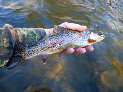 Slide: Photo of angler holding rainbow trout