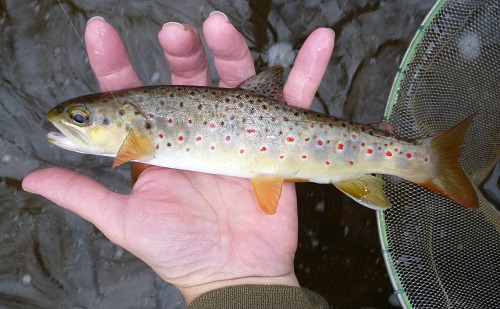 Angler holding brown trout.