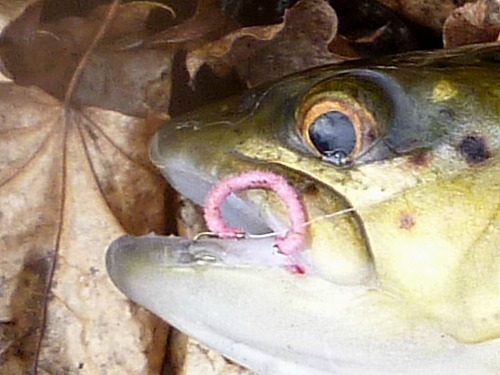 Brown trout with Pink Chenille Worm in its mouth