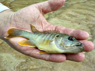 Beautiful Green Sunfish on the Sabinal River