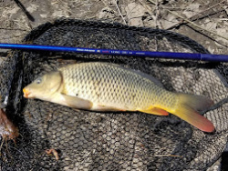 Carp caught with FM Suguru Long