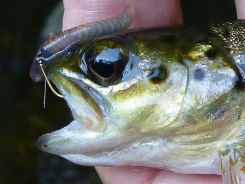 Small trout with most of the hook and all of the worm showing outside of its mouth.