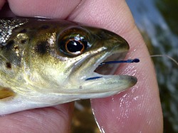Small brown trout showing hook in the side of its mouth