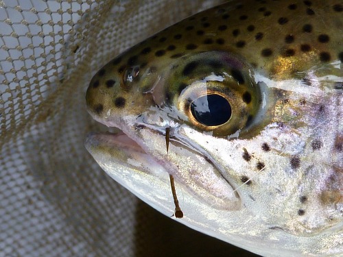 Brown trout with hook in the side of its mouth
