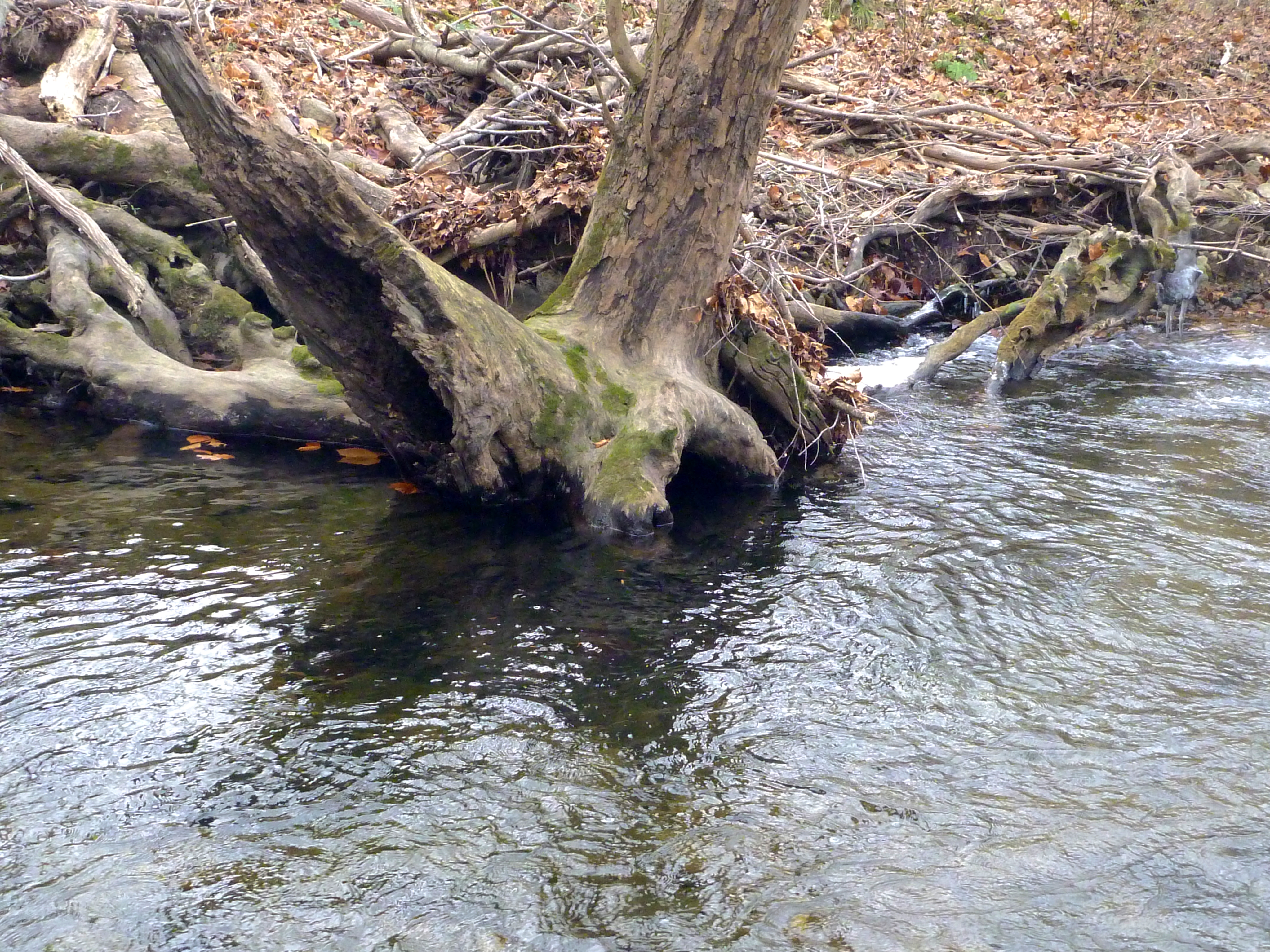 Deep pool around roots