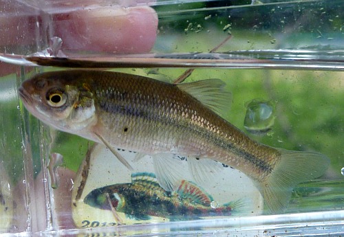 Creek chub in Micro Photo Tank