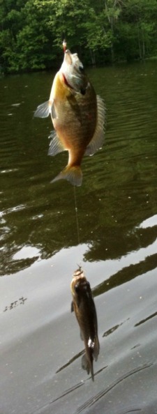 Two bluegills hooked and held above surface