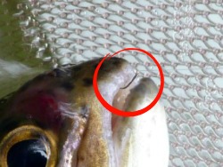 Small trout with size 28 hook visible in upper "lip"