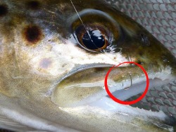 Brown with size 28 hook in its jaw
