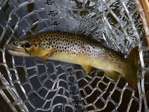 Brown trout in ne