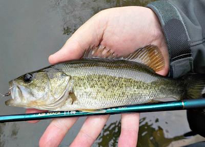 A bass this size will really push the Nissin Air Stage 240.
